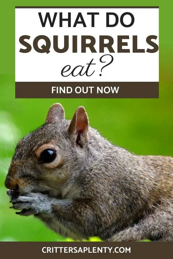 Squirrels are furry, adorable creatures, and though they thrive in the wild, it's no surprise that some people choose to keep them as pets. As such, pet squirrel owners need to take full responsibility for their dietary requirements to meet these quick critters' high energy demands. Squirrels held captive also need to stay healthy and maintain good body weight. That said, what do pet squirrels eat? #squirrels #squirrelcare #petcare #exoticpets #petcare #squirrelcare via @crittersaplenty