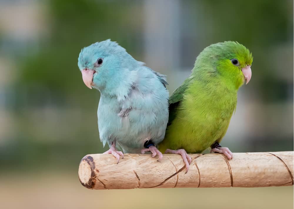 blue and green parrotlet sitting together on a perch