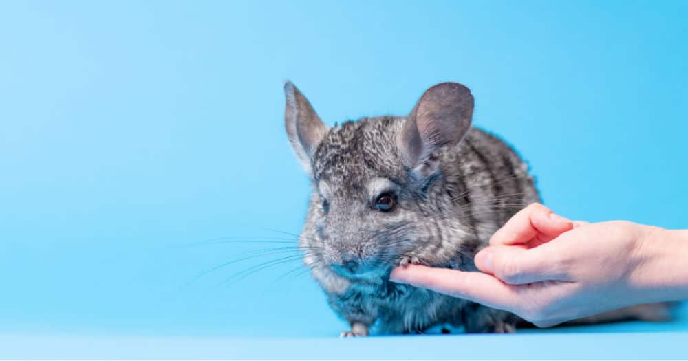 chinchilla-blue-background