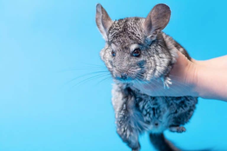 Chinchilla Care Sheet Diet, Habitat, & More Critters Aplenty