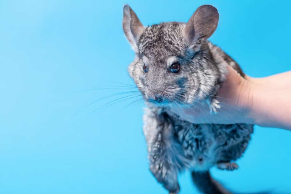 chinchilla being held with blue background