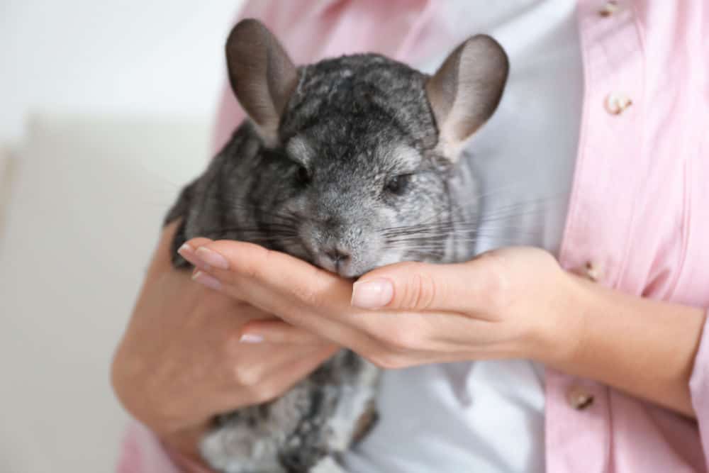 woman holding chinchilla in room, closeup