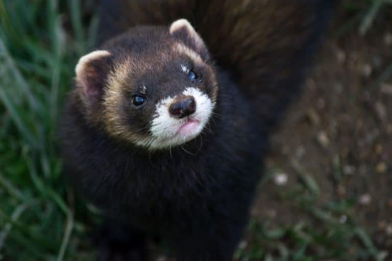 Ferret vs. Polecat Which Makes A Better Pet? Critters Aplenty