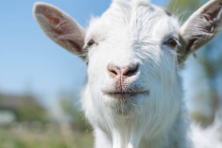 Do Goats Make Good Pets?