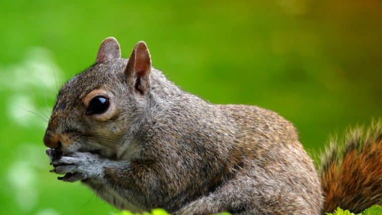 Raising Indoor Pet Squirrels: What Do Pet Squirrels Eat?