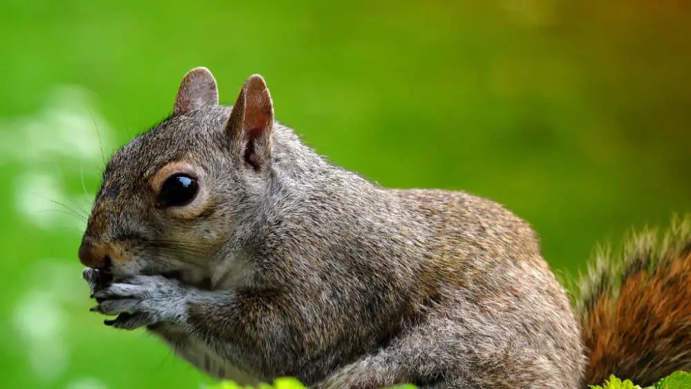 closeup-squirrel-eating-nut
