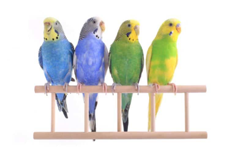 Best Pet Birds For Beginners