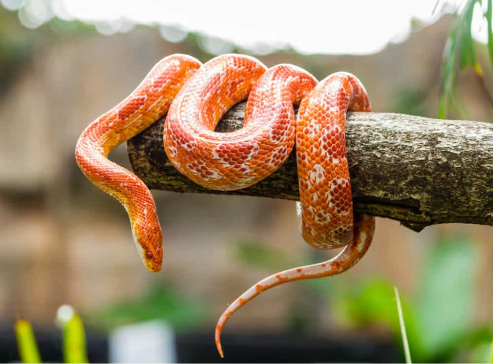 Corn snake wrapped around an old branch