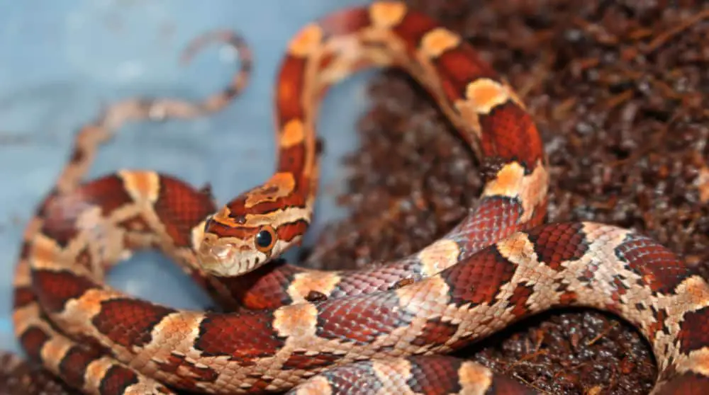 corn snake closeup