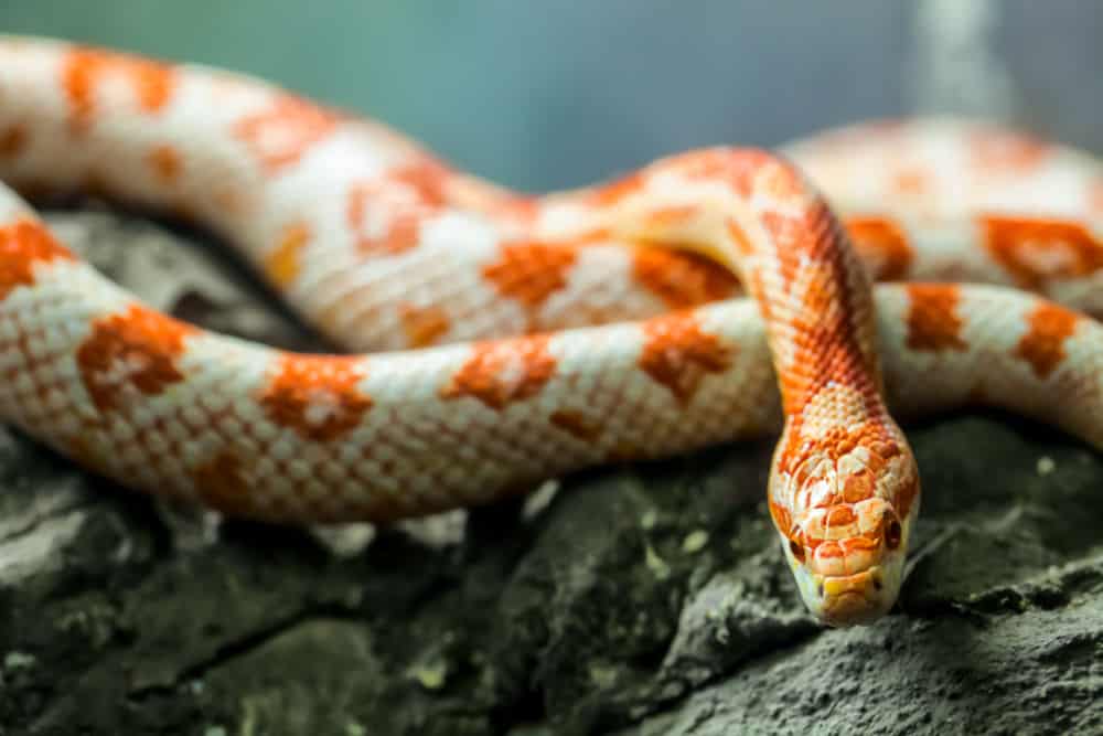 corn snake on rock