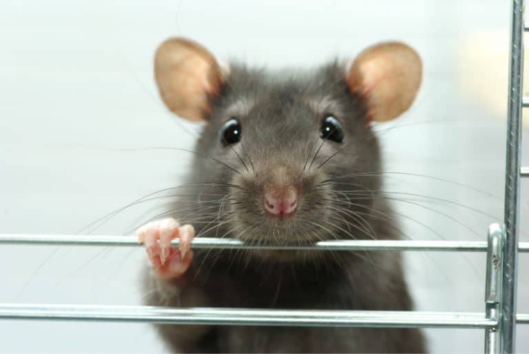 Do Rats Make Good Pets?