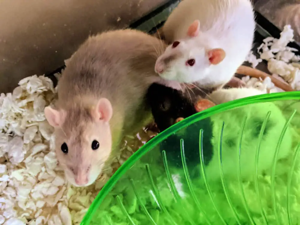 3 rats cuddled up in bedding