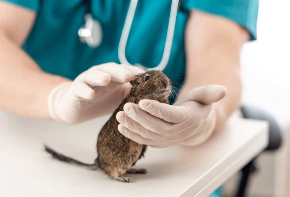 degu at the vet