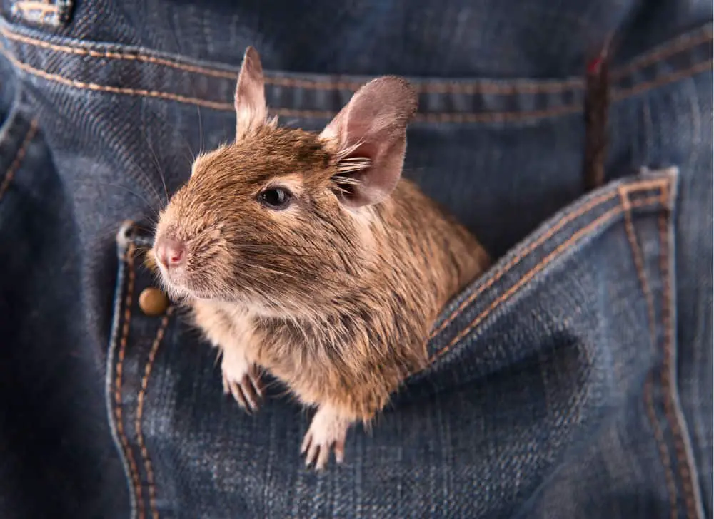 degu in pants pocket