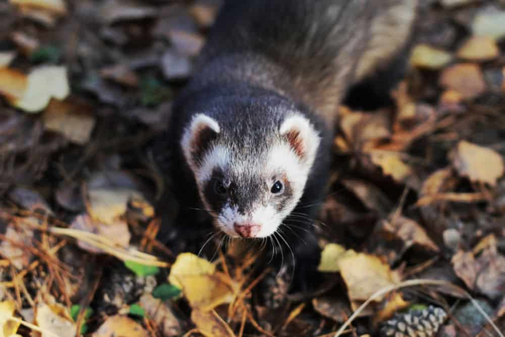 ferret mustela putorius furo vs polecat pet european autumn walk makes better which