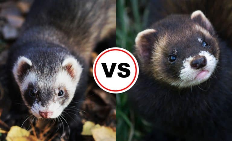 Ferret vs. Polecat: Which Makes A Better Pet?