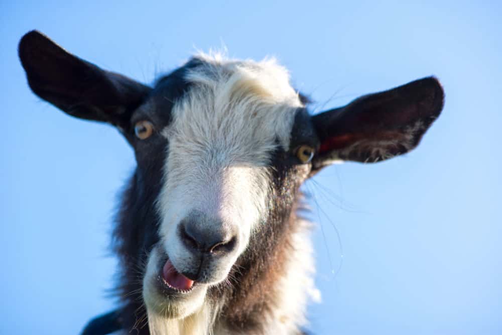 funny goat face closeup