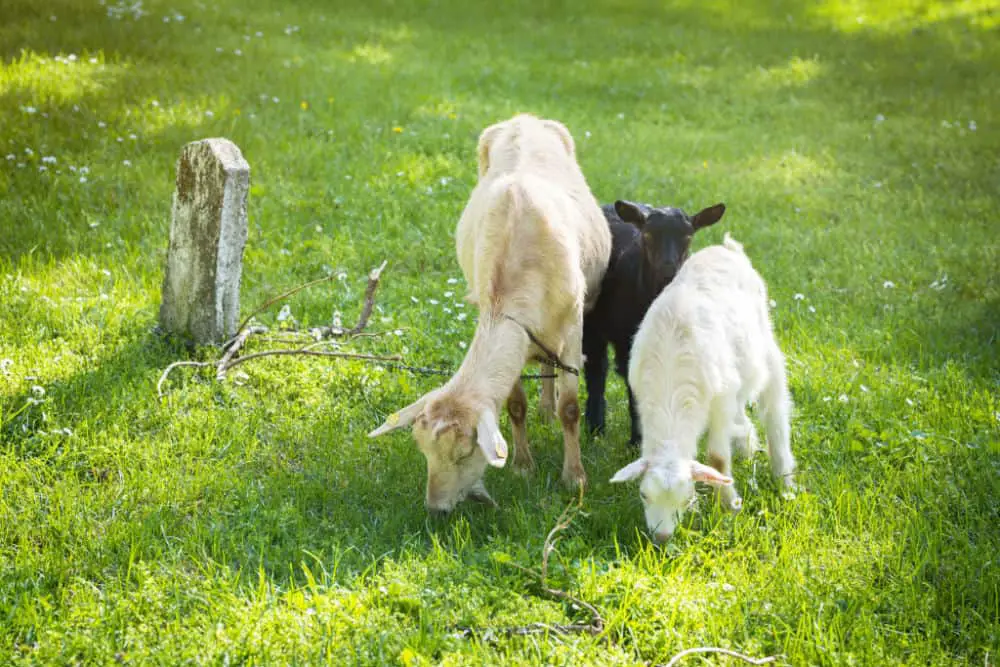 goats grazing on grass in a field