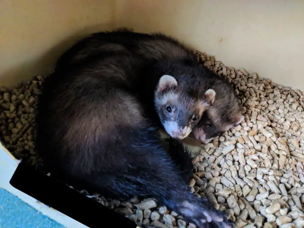 two ferrets curled up in a clean litter box