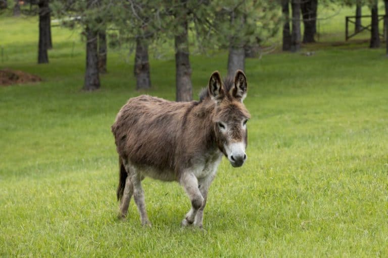 Do Miniature Donkeys Make Good Pets?