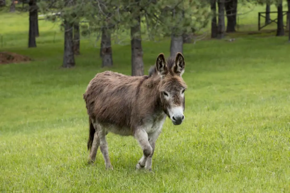 A cute miniature donkey walks in the grassy pasture in north Idaho.