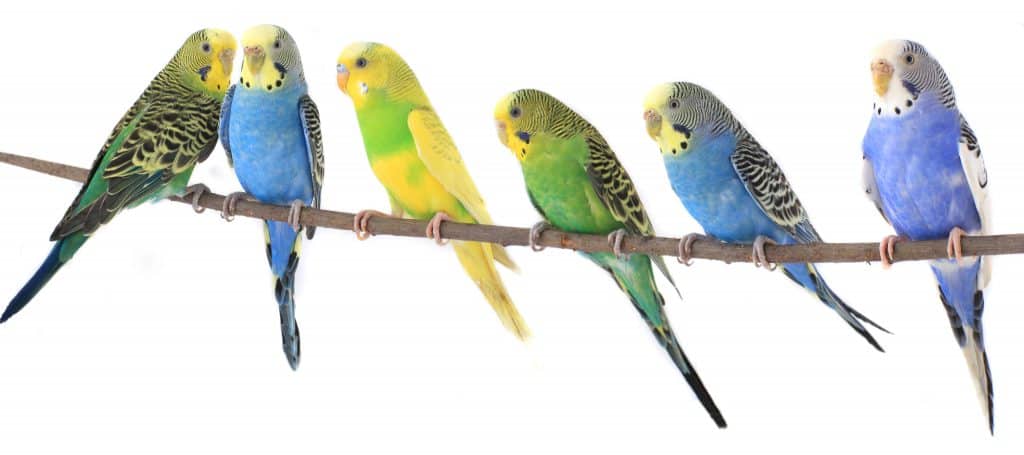 six colorful parakeets sitting on a branch