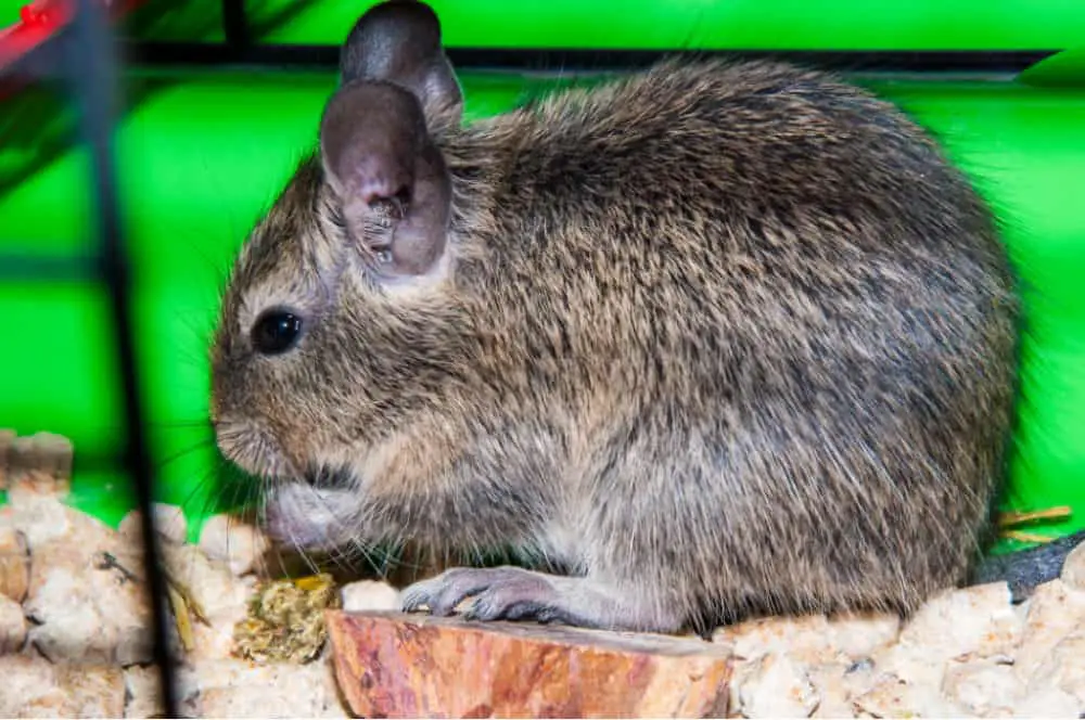 pet degu in cage nibbling on food