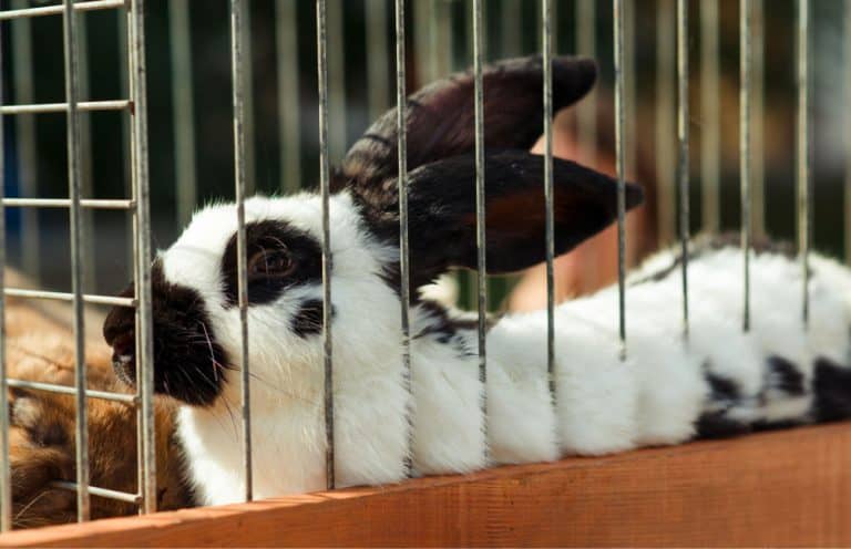 Do Rabbits Smell Bad: Everything You Need To Know About Rabbit Odor