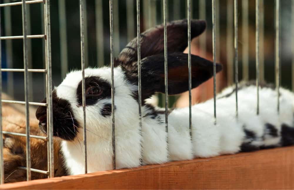 White and black rabbit in a cage