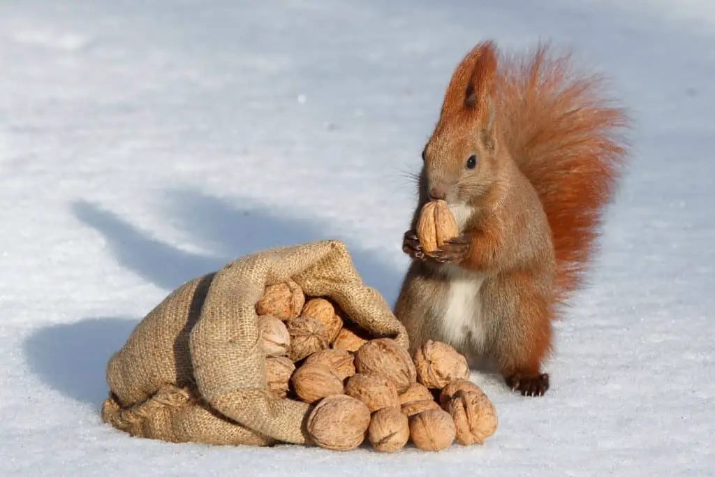 red squirrel enjoying a bag of nuts in winter