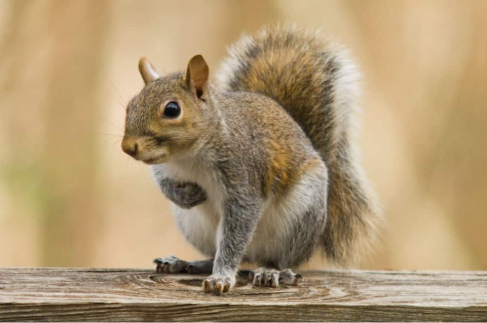 closeup of a squirrel sitting on a railing