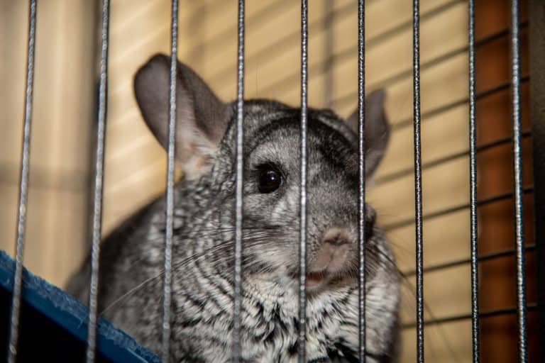 10 Best Chinchilla Cages 2021