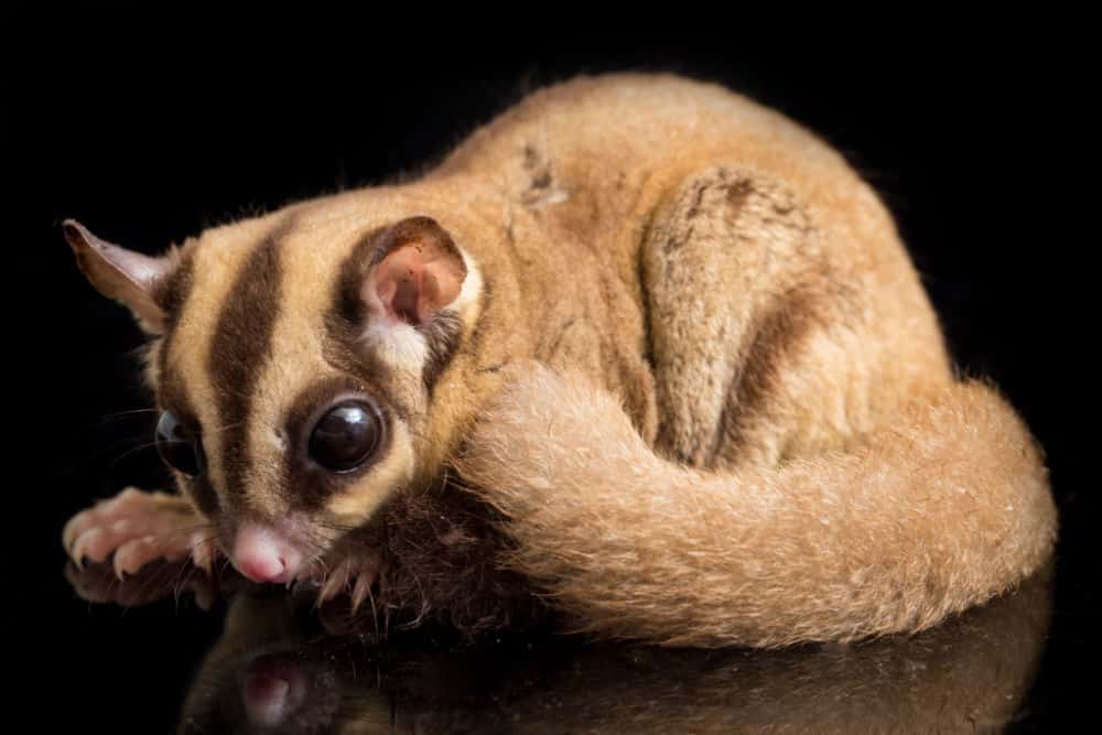 close up of sugar glider on a dark background