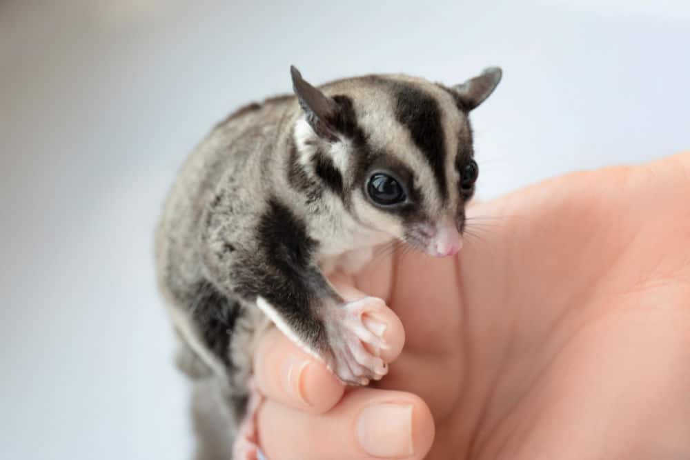 sugar glider on a females hand