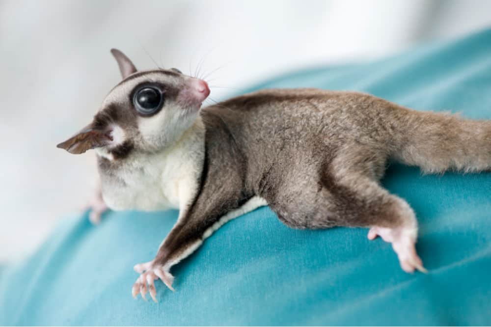 sugar glider on someone's shoulder