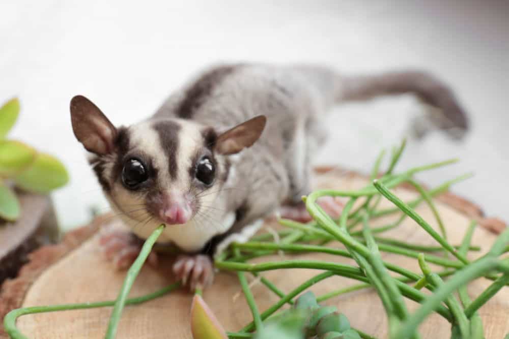 Cute funny sugar glider on decorative stub against light background, closeup