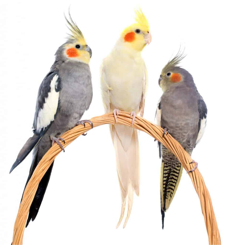 trio of cockatiels sitting on a basket handle