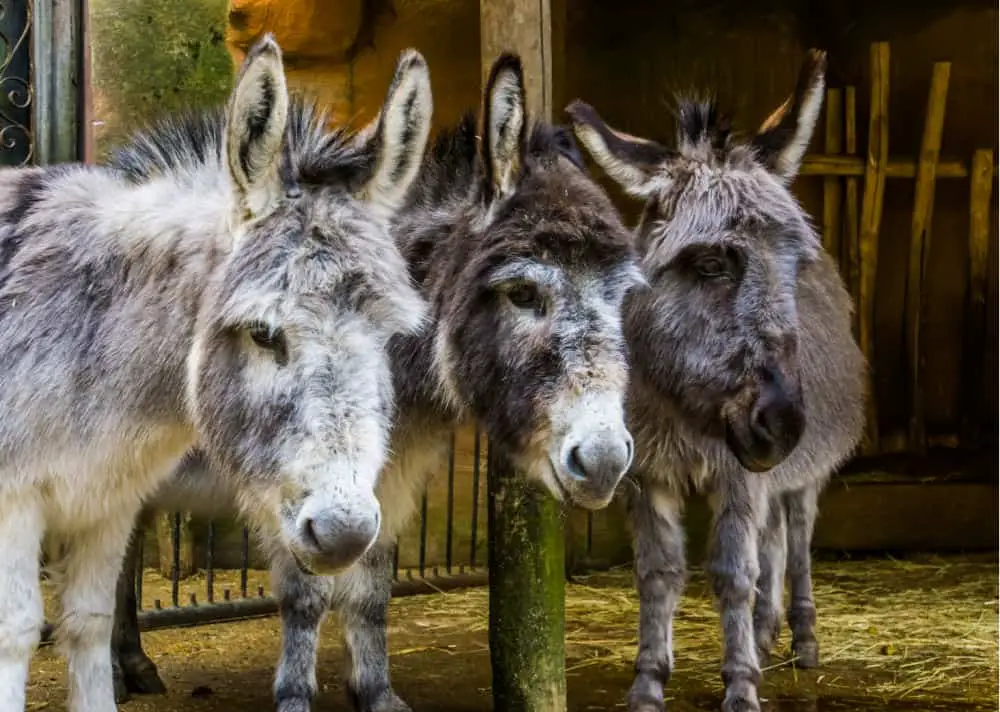 three faces of miniature donkeys in closeup, popular farm animals and pets