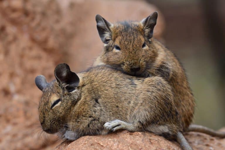 Do Degus Make Good Pets?