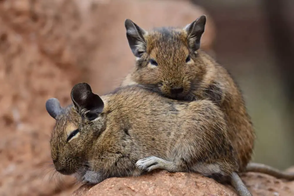 two-degus-snuggling