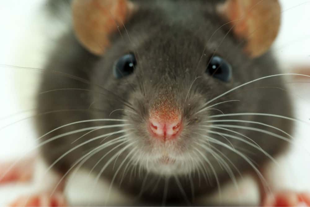 close up of little gray rat face