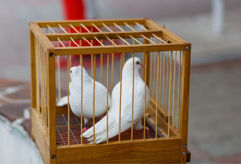 pair of white doves in a small wooden travel cage