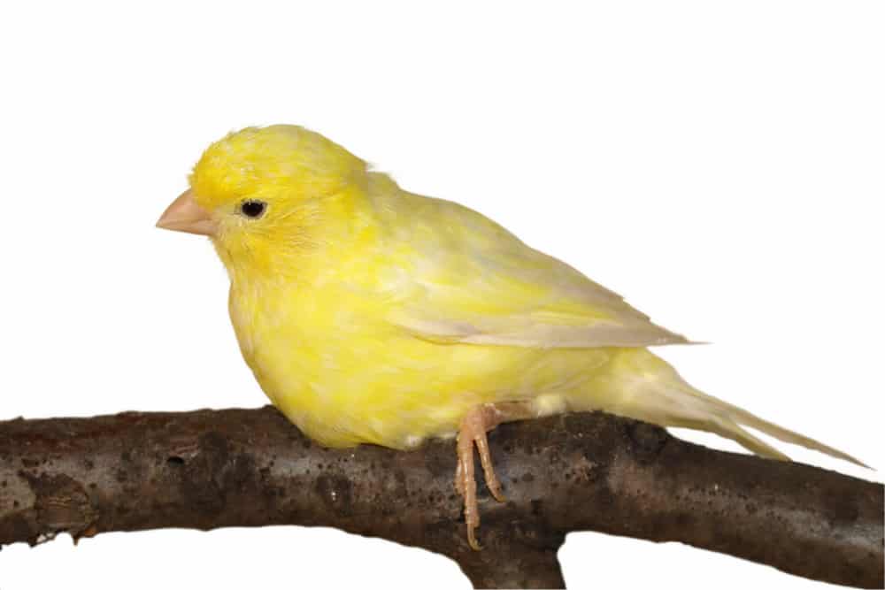 yellow canary sitting on a branch