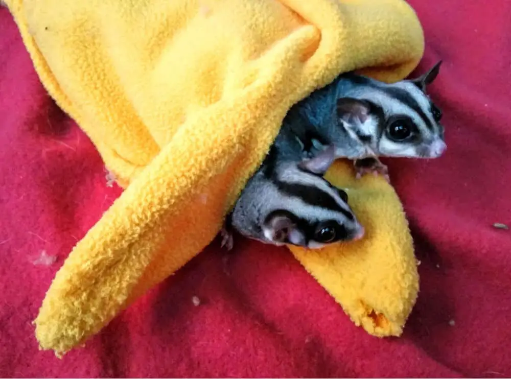 young pair of sugar gliders in a fleece pouch
