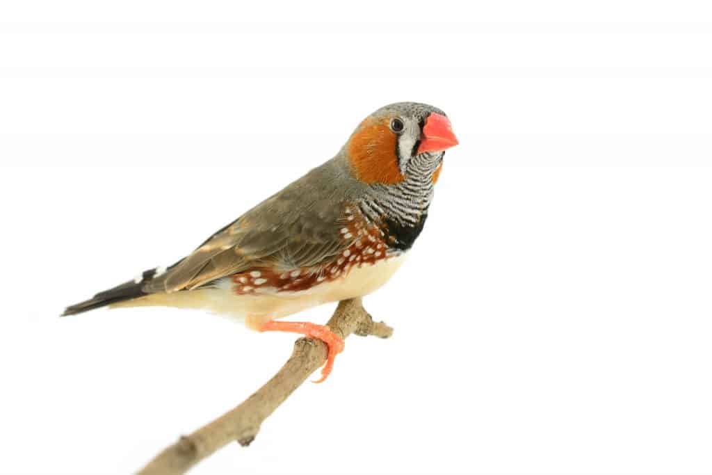 Beautiful bird, Zebra Finch perching on a branch, on white background.