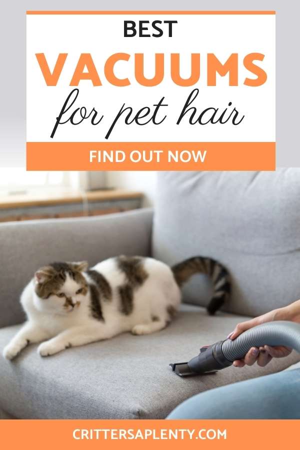 We all love our pets. We love the companionship and amazement that having a pet gives us. But what we don't love is pet hair all over the house. And if you have more than one, it can be a constant struggle to keep your home clean. Some owners think that fighting the battle at the source is the way to win the fight. Owners spend thousands on special shedding combs and vitamins. But what if we told you the problem was your cleaning method? #pets #bestvacuum #cleaning via @crittersaplenty