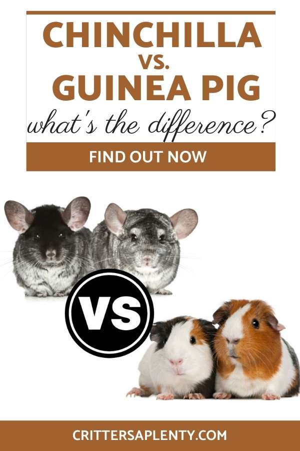 When trying to decide between two different types of pets it's important to do a little research and find out some of the differences between the two. Chinchillas and guineas pigs are both adorable and both make great pets. However, knowing which pet is best suited for your personal lifestyle is a whole other thing. Find out the pros and cons of each of these animals and figure out which one would make the best pet for you! #petcare #chinchillas #guineapigs #smallanimals #exoticpets via @crittersaplenty