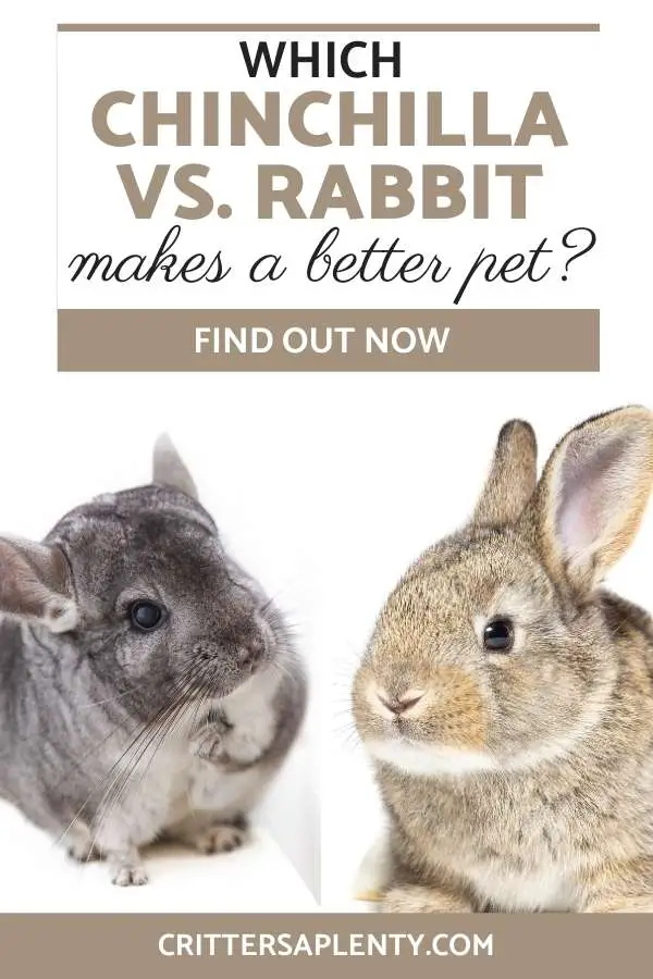 With big ears and soft fur, you might think that chinchillas and rabbits are very similar. But even though they might have some similar features, they are very different in many ways. And depending on what you are looking for in a pet, one might be the better option for you. So chinchilla vs. rabbits: which one makes a better pet? #pets #petcare #chinchilla #rabbit via @crittersaplenty