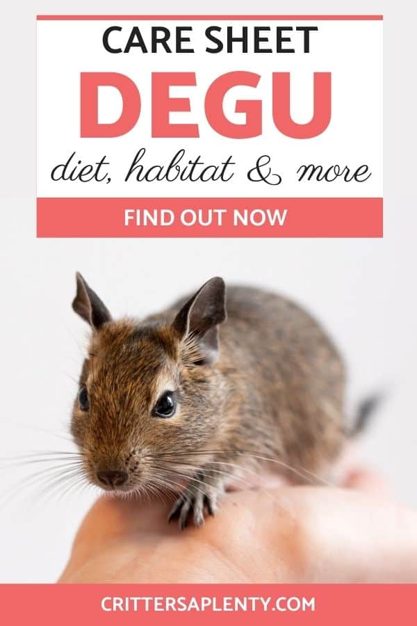 If you have ever seen a degu, you know how impossible it is to resist them. With those curious eyes and adorable cheeks, you will want to collect them all. And if you have found this website, you likely want to know everything you can about degus. Degus are a burrowing rodent that originates in Northern Chile. These cute creatures are relatively new to the pet trade. Find out what degus need for a habitat, their nutritional needs and more. #exoticpets #petcare #degu via @crittersaplenty