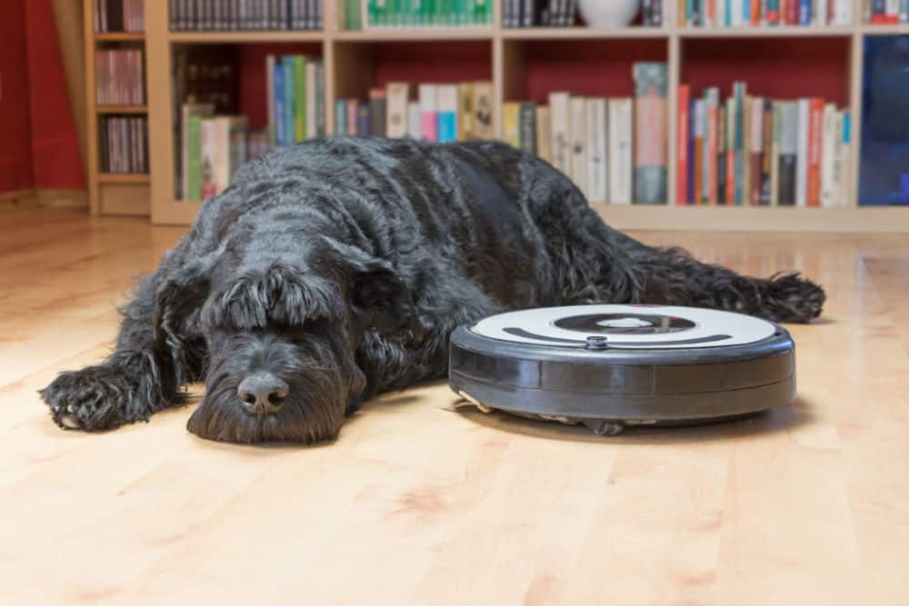 Bored Giant Black Schnauzer dog is lying next to the robotic vacuum cleaner on the floor.